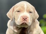 American Bully XL Puppies