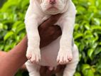 American Bully Xl Puppies