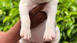 American Bully XL Puppies
