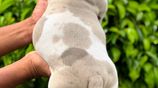 American Bully XL Puppies