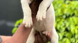 American Bully XL Puppies
