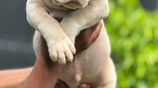 American Bully XL Puppies