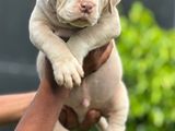 American Bully XL Puppies