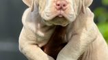 American Bully XL Puppies