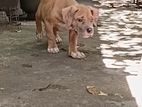 American Bully xl puppies