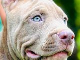 American Bully XL Puppies