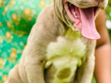American Bully XL Puppies