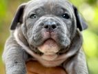 American Bully XL Puppies
