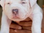 American Bully XL Puppies