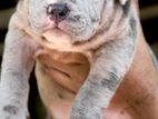 American Bully XL Puppies