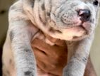 American Bully XL Puppies