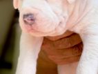 American Bully XL Puppies