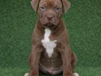 American Bully XL Puppies