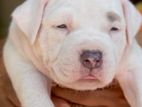 American Bully Xl Puppies
