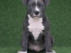 American Bully XL Puppies