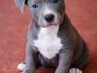 American Bully XL Puppies