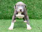 American Bully XL Puppies