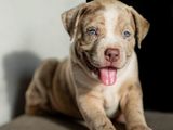 American Bully XL Puppies