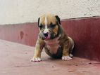 American Bully Xl Puppies