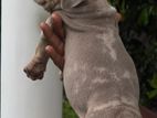 American Bully XL Puppies