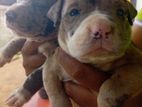 American Bully XL Puppies