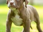 American Bully XL Puppies