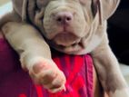 American Bully XL Puppies