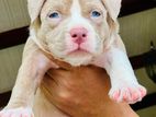 American Bully Xl Puppies