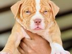 American Bully XL Puppies