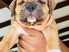 American Bully XL Puppies