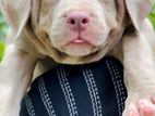 American Bully Xl Puppies