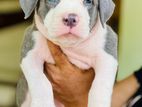 American Bully XL Puppies