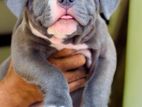 American Bully XL Puppies