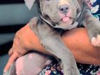 American Bully Xl Puppies