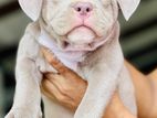 American Bully XL Puppies