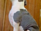 American Bully XL Puppies