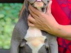 American Bully Puppies