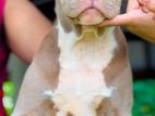 American Bully XL Puppies