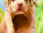 American Bully XL Puppies