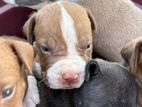 American Bully XL Puppies