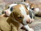American Bully XL Puppies