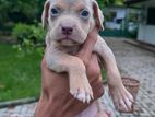American Bully XL Puppies