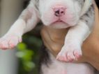 American Bully XL Puppies