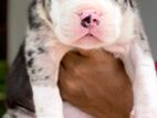 American Bully Xl Puppies