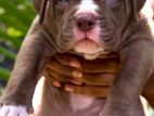 American Bully Xl Puppies