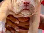 American Bully XL Puppies