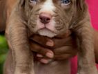 American Bully Xl Puppies