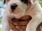 American Bully XL Puppies