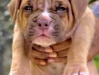 American Bully Xl Puppies