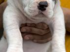 American Bully Xl Puppies